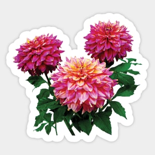 Dahlias - Pink Dahlias, Kidd's Climax Sticker